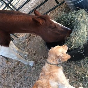 Meet your Posher, Emma